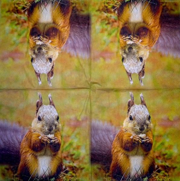 020 Eichhörnchen - 3-ply - Ambiente